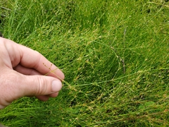 Juncus pelocarpus