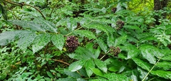 Sambucus racemosa melanocarpa
