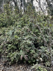 Berberis aquifolium