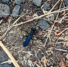 Pompilidae