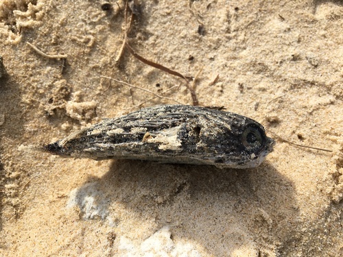 Dicotylichthys punctulatus