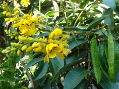 Senna viarum