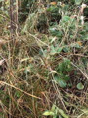 Berberis repens