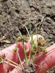Cyperus squarrosus