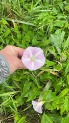 Ipomoea sagittata
