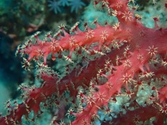 Chironephthya