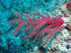 Chironephthya