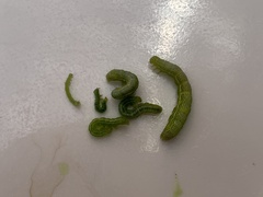 Chrysodeixis eriosoma