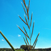 Prairie Cordgrass - Photo (c) aarongunnar, some rights reserved (CC BY)
