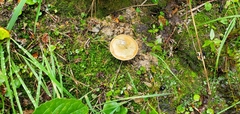 Lactarius deterrimus