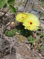 Parodia ottonis