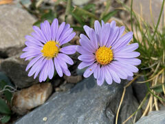 Erigeron speciosus