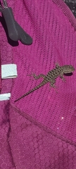 Sceloporus occidentalis longipes