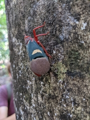 Scamandra