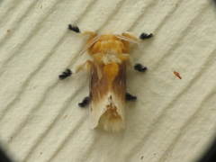 Megalopyge bissesa