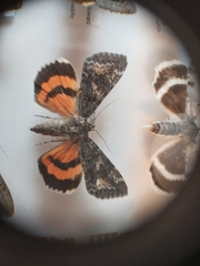 Catocala briseis