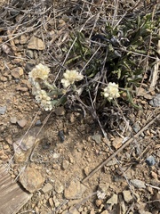 Pseudognaphalium californicum