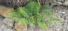 Pteris vittata