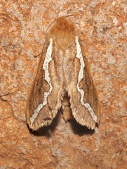Gazoryctra pulcher