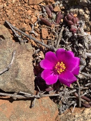 Portulaca philippii