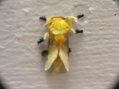 Megalopyge bissesa