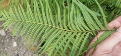 Pteris vittata
