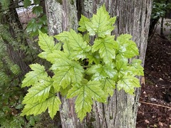 Acer glabrum