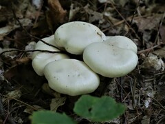 Cuphophyllus virgineus