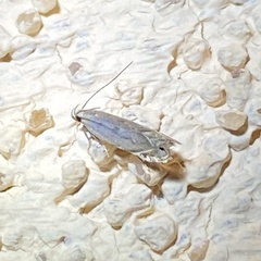 Battaristis concinnusella