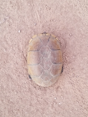 Kinosternon arizonense