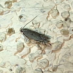 Battaristis concinnusella