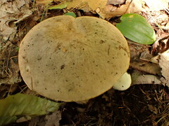 Leccinellum albellum