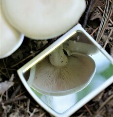 Cuphophyllus virgineus