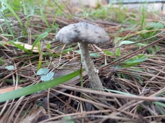 Panaeolus cyanescens