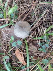 Panaeolus cyanescens