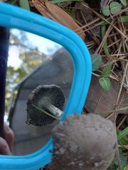 Panaeolus cyanescens