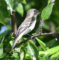 Empidonax