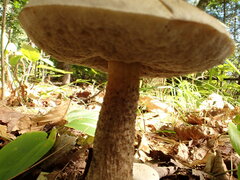 Leccinellum albellum