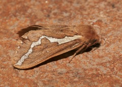 Gazoryctra pulcher