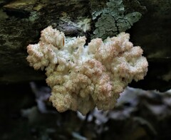 Hericium americanum