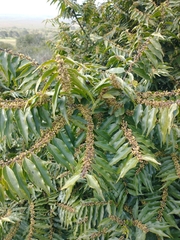 Casearia sylvestris