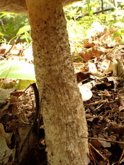 Leccinellum albellum