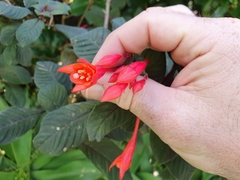 Fuchsia triphylla