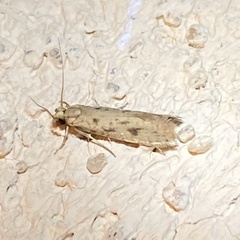 Amydria effrenatella