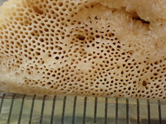 Leccinellum albellum