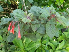 Fuchsia triphylla