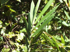 Arundinaria tecta
