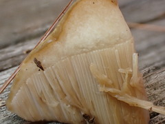 Leccinellum albellum