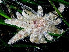 Pycnopodia helianthoides