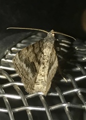 Frederickia s-signata